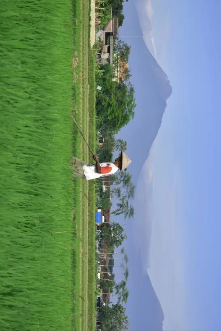 Potensi Sistem Tanam Dan Pertanian Padi Desa